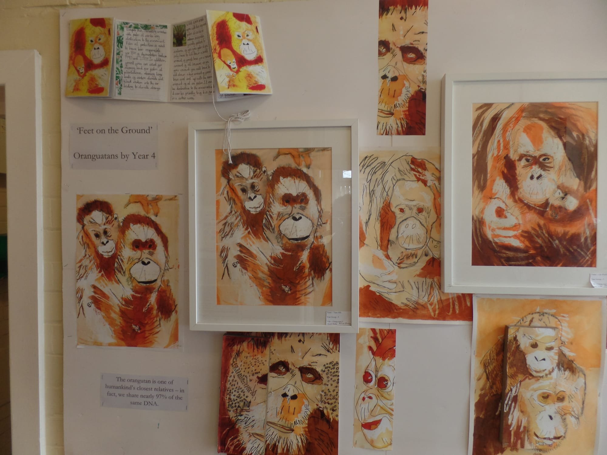 Orangutan display following a year4 workshop