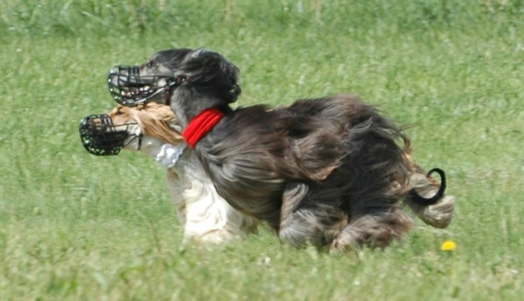 Coursing Soiano del Lago 2005