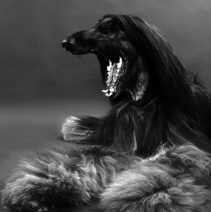 I Denti del cane