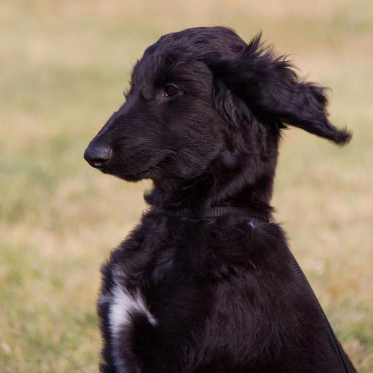 ENCI-NORME TECNICHE LIBRO GENEALOGICO DEL CANE DI RAZZA 2018