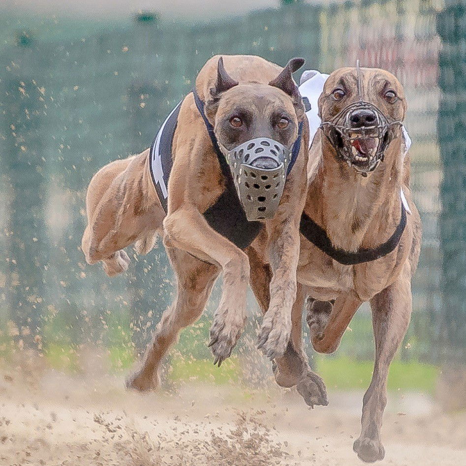 4.Origini ed annotazioni sulle corse dei levrieri a pari mutuel in Francia