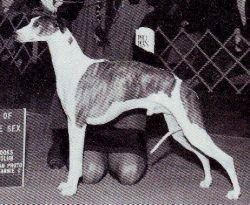Karen Mesavage, Allevamento Sac à Malice, Whippet, Francia