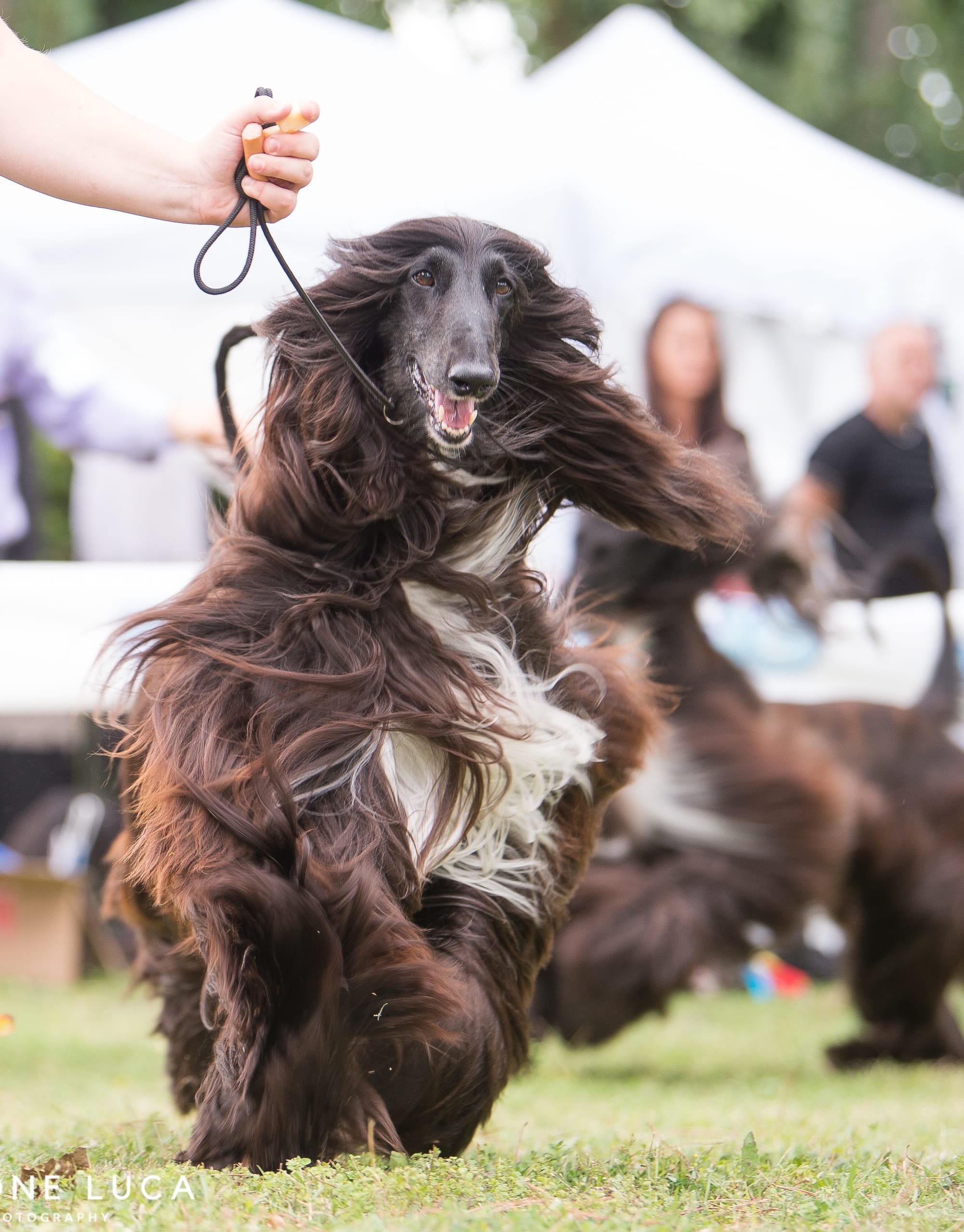 Afghan Hound ClubShow 2019