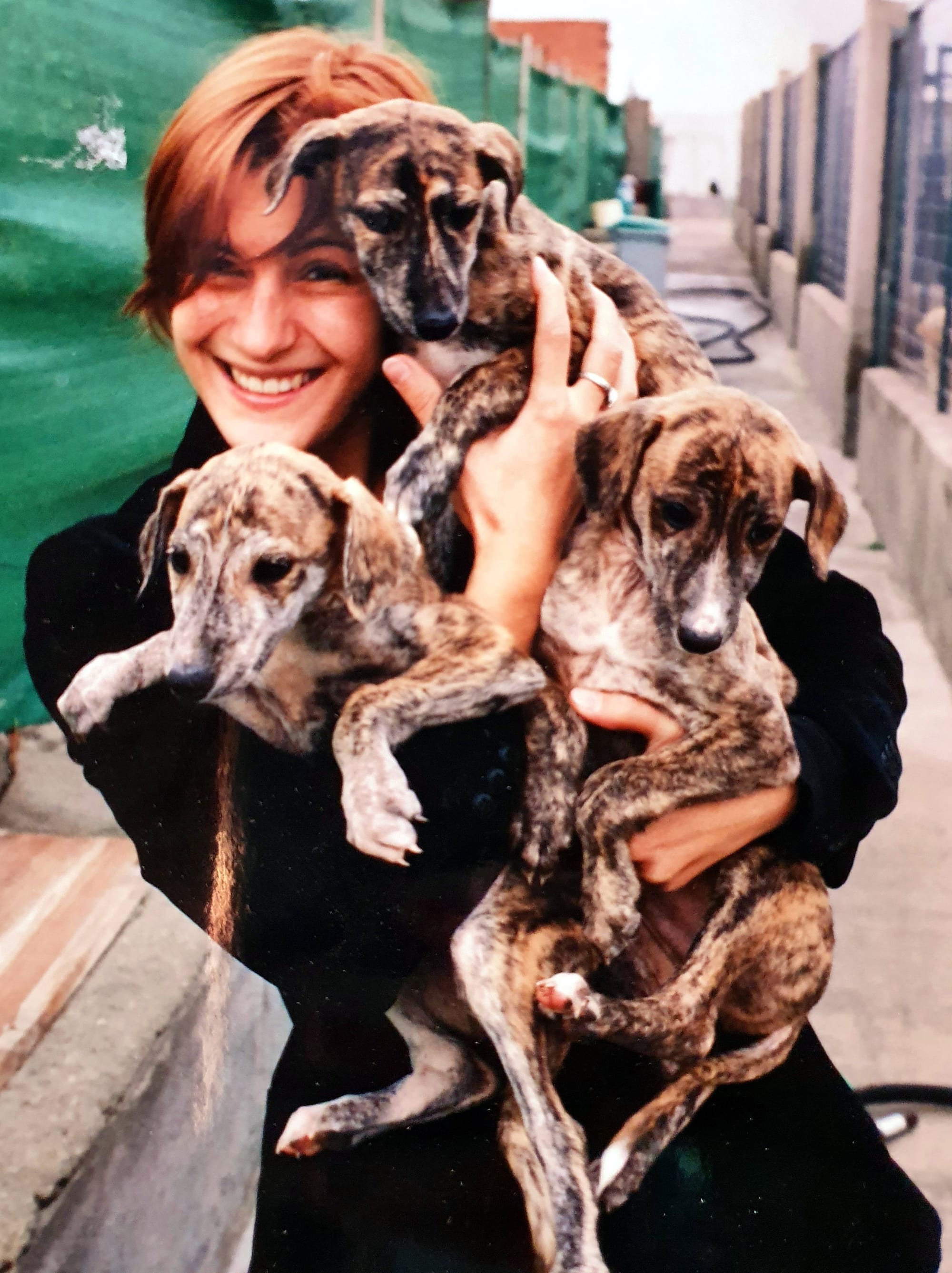 Albertina Pioli ed i Galgo Español . Differenze morfologiche e funzionali tra il Levriere Spagnolo ed il Levriere Inglese.