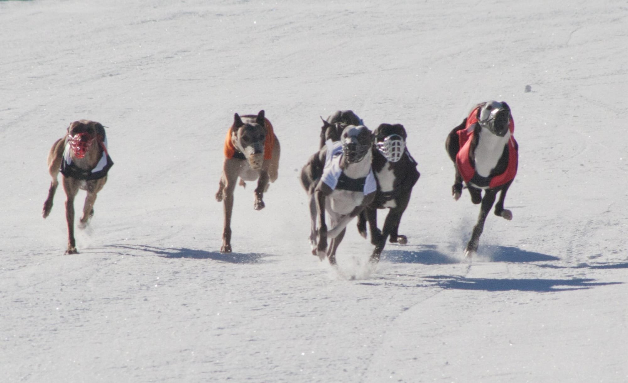 9. Le corse dei cani levrieri in Italia, alcune informazioni e filmati d'epoca