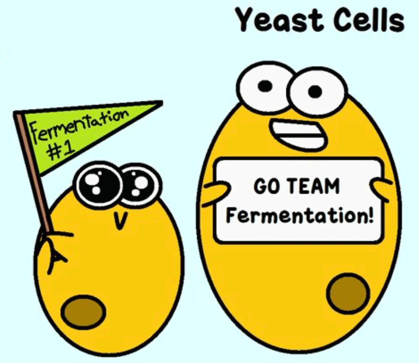 Fermentation,  or how to blow up a balloon with yeast!