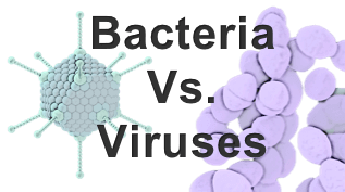 Bacteria vs. Viruses
