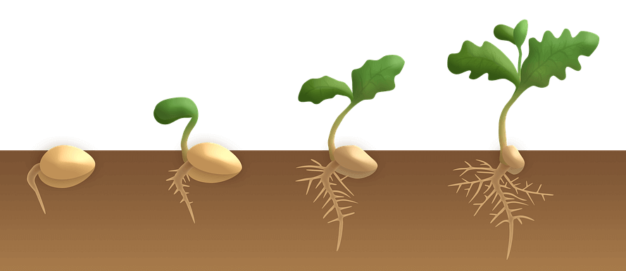 How plants grow (Germination)