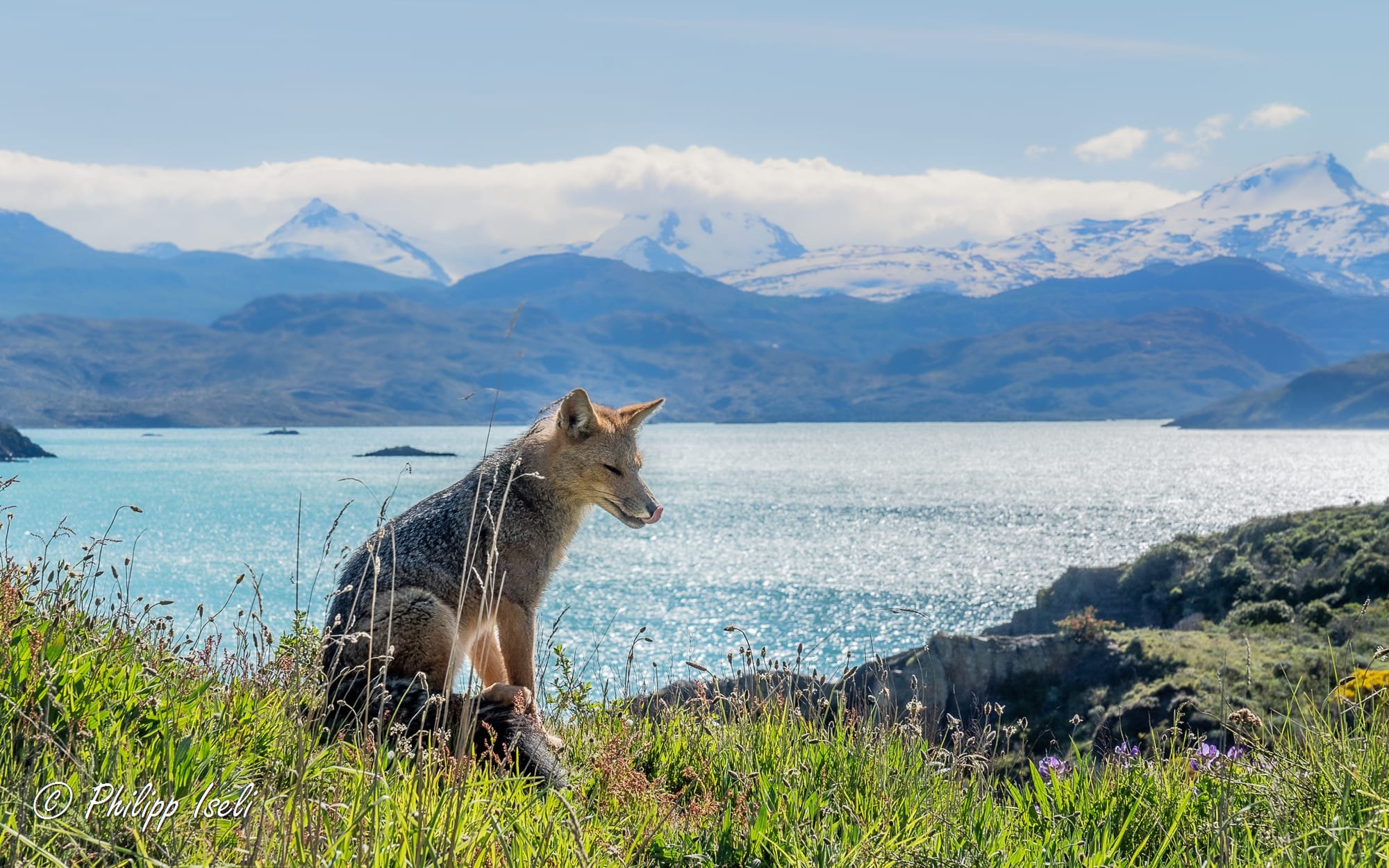 Nationalpark Patagonien mit Fuchs