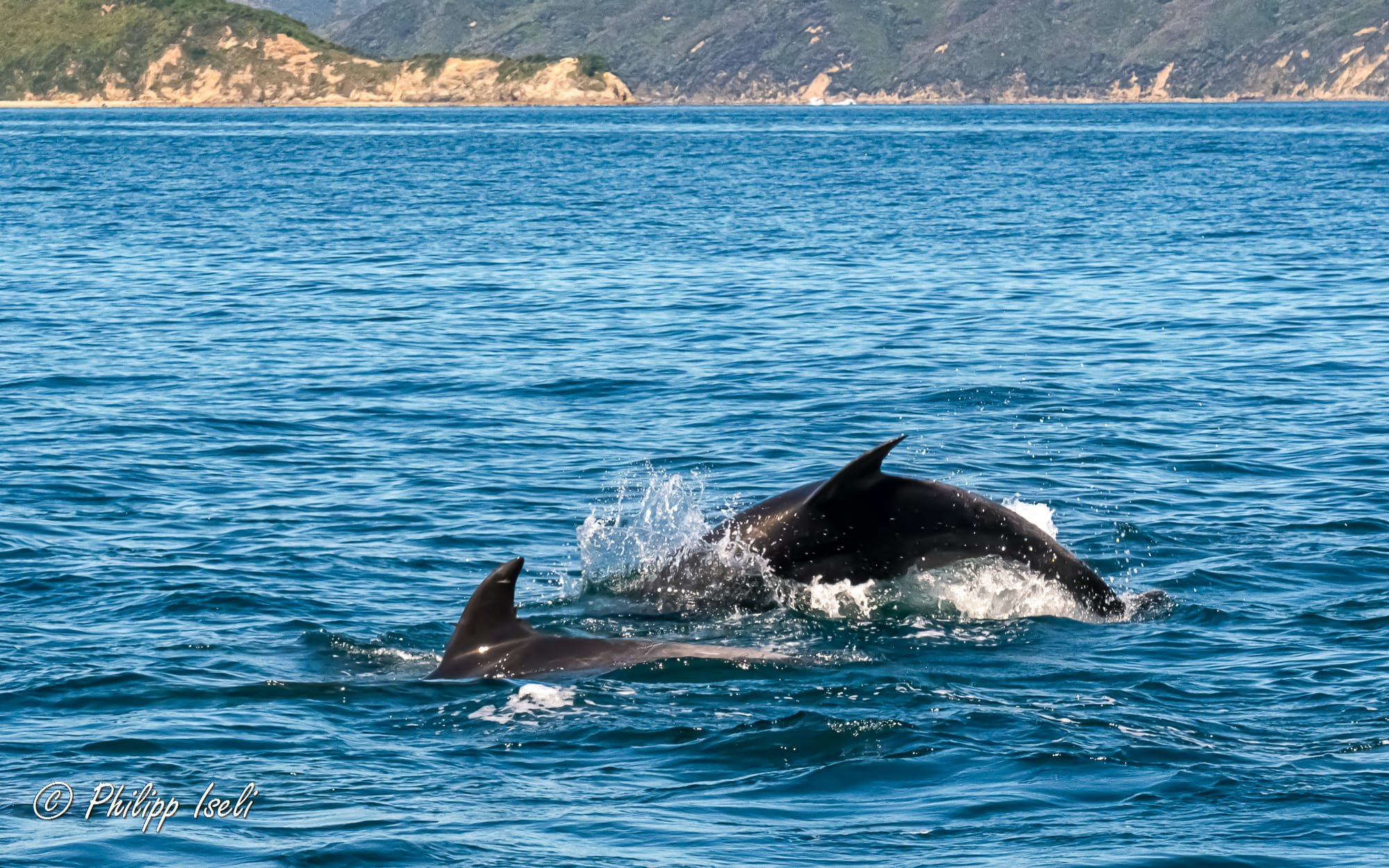Delfine in der Nähe von Picton / NZ