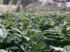 INTRODUCTION TO COFFEE DALL ORIGINE ALLA TAZZINA