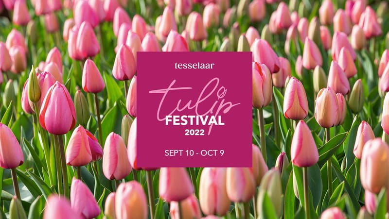 Tesselaar Tulip Festival