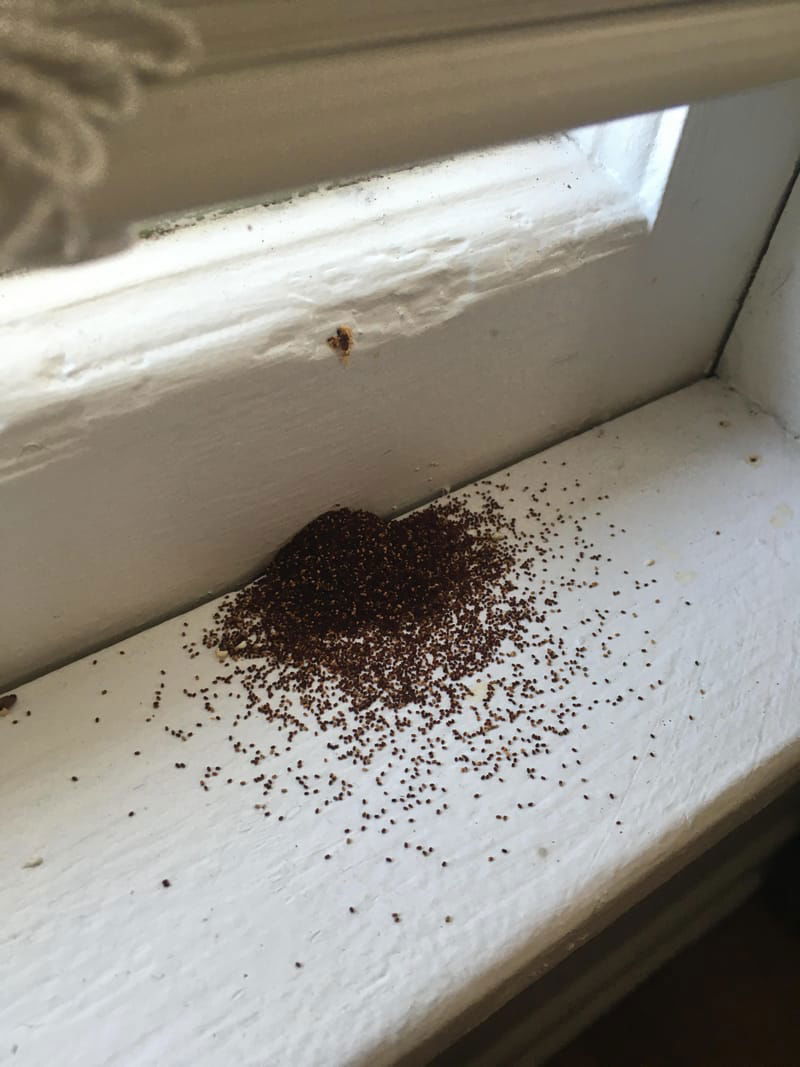 What Does Termite Damage Look Like