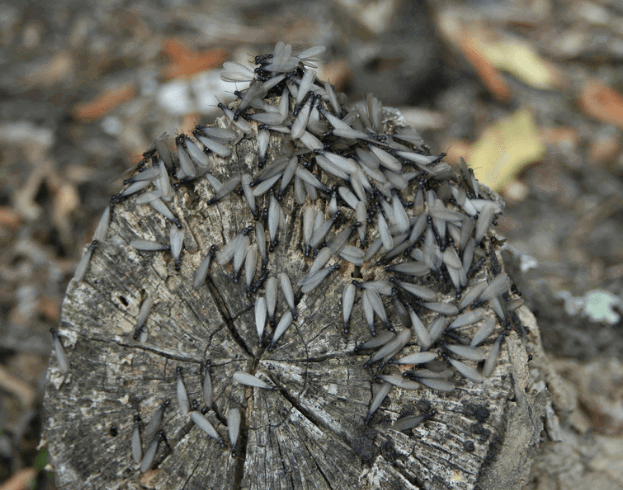 Subterranean Termite Treatment