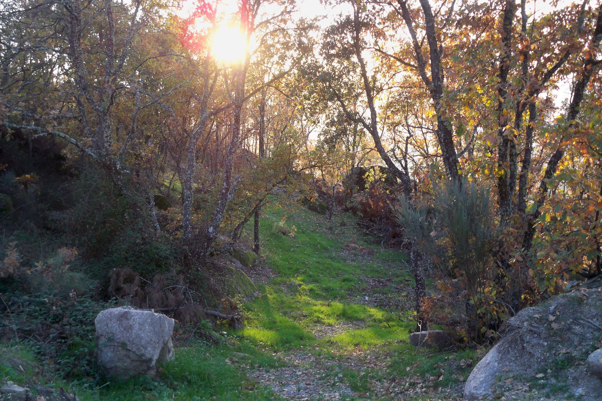 forêt de Belmonte . Beira intérior - Portugal