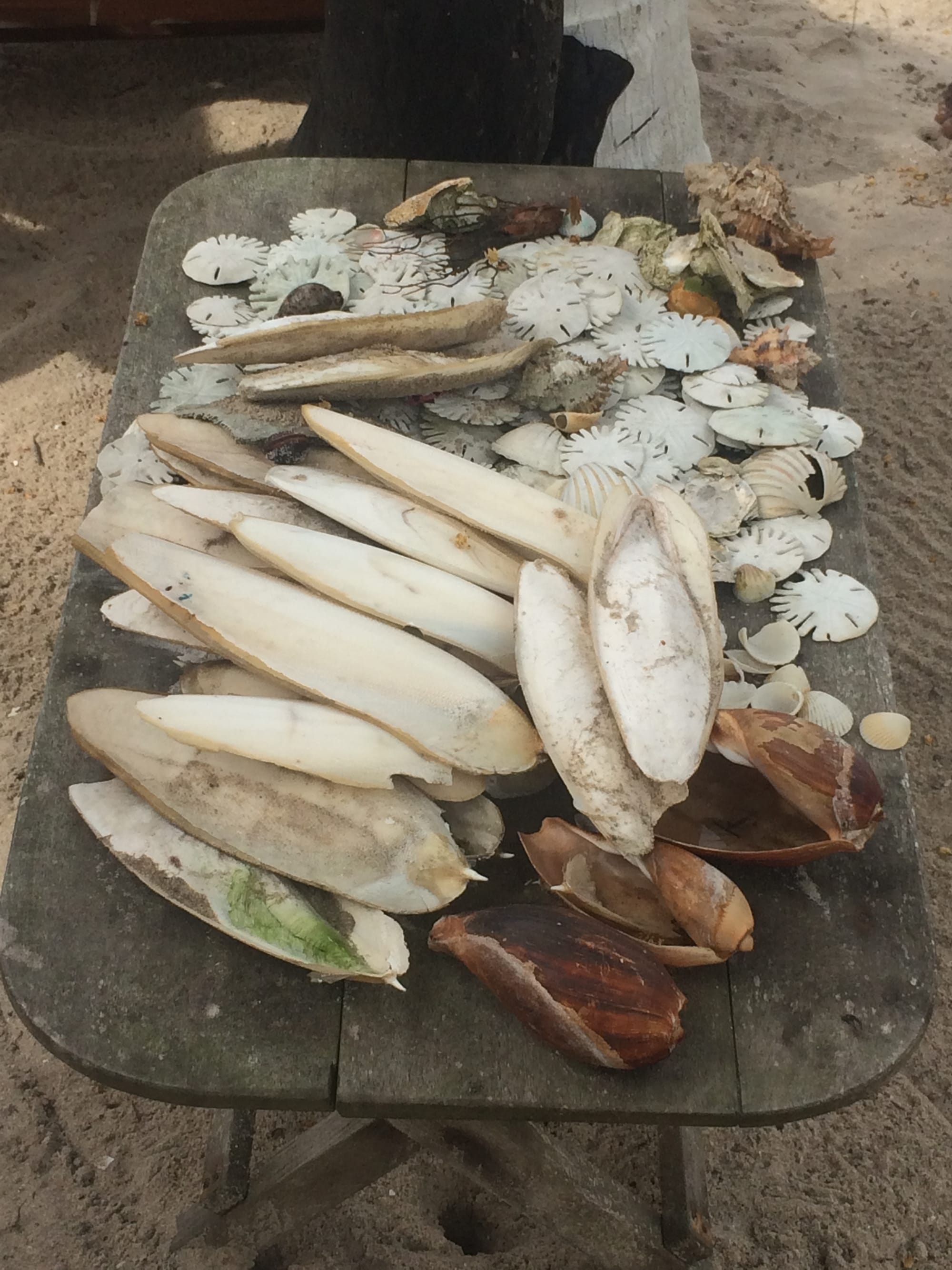 Côte d'ivoire - Assinie - Lodge  - coté océan - seiches et dollars des sables