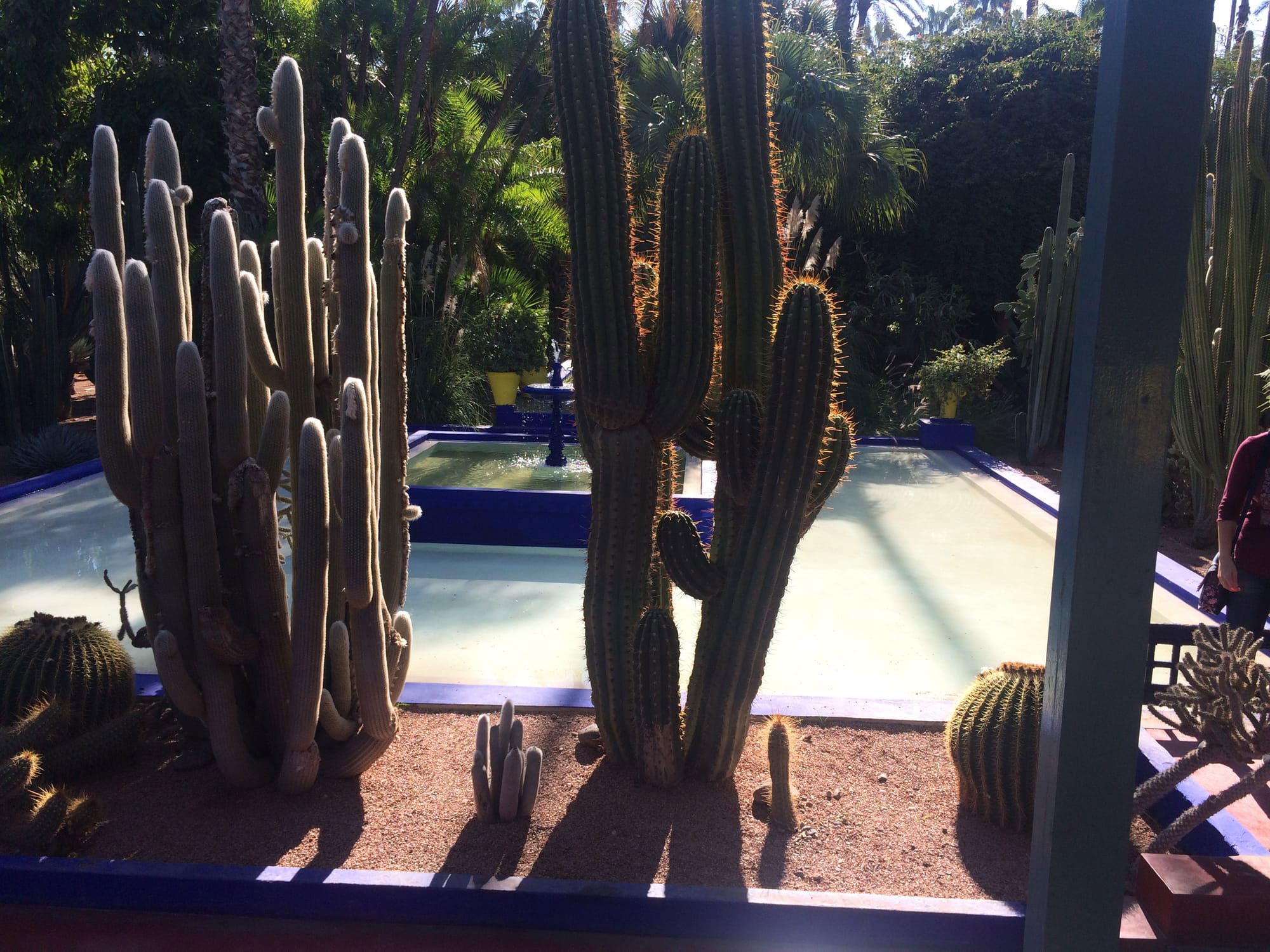 Marrakech - jardin majorelle