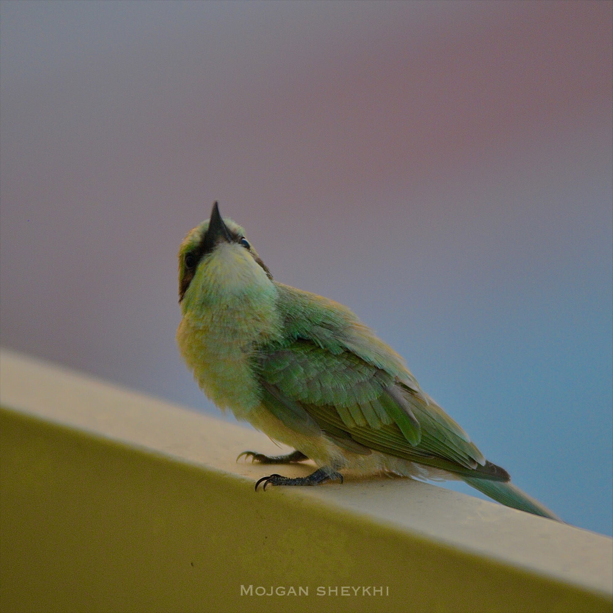 نام پرنده : #زنبور_خوار_سبز #green_bee_eater .