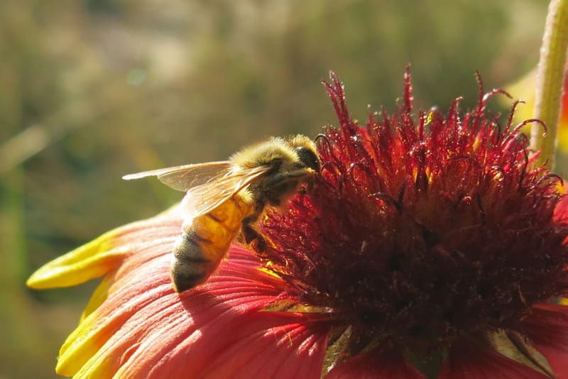 🌸Flowers for Pollinators WeeBee Farms