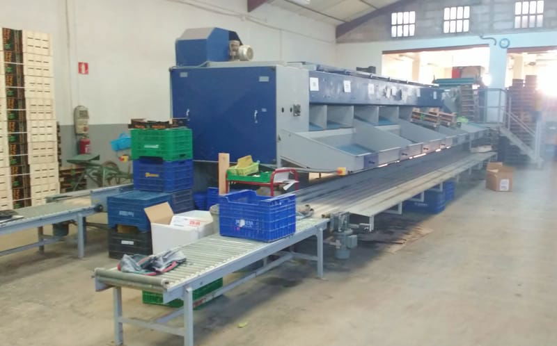 Mechanical sorting line Citrus