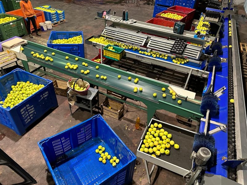 Icoel 1 line apple grading line