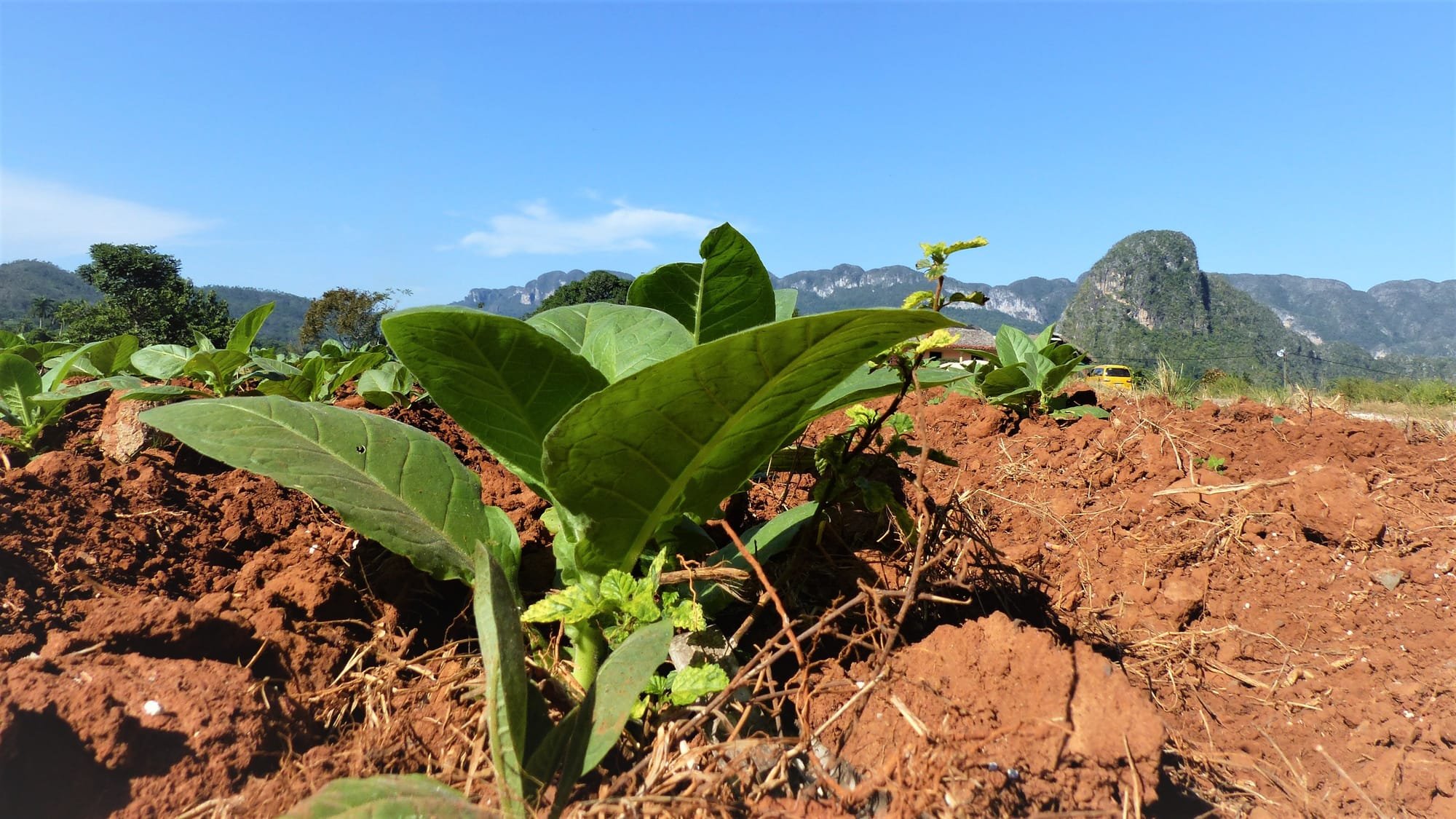 Vinales Tabakpflanze