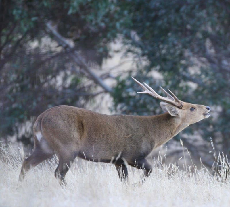 HOG DEER