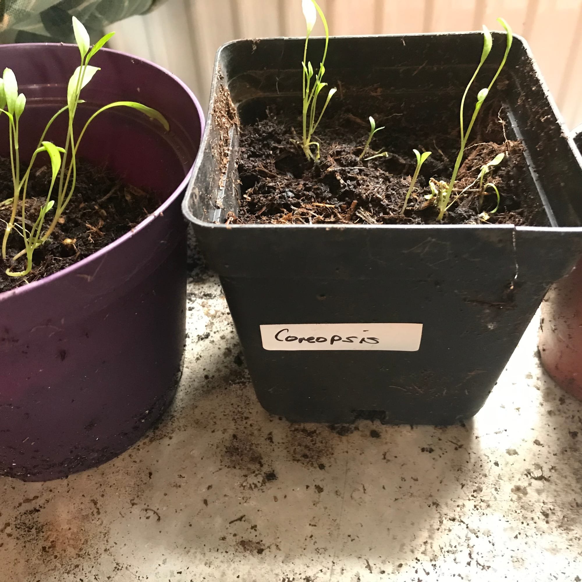 Coreopsis seedlings