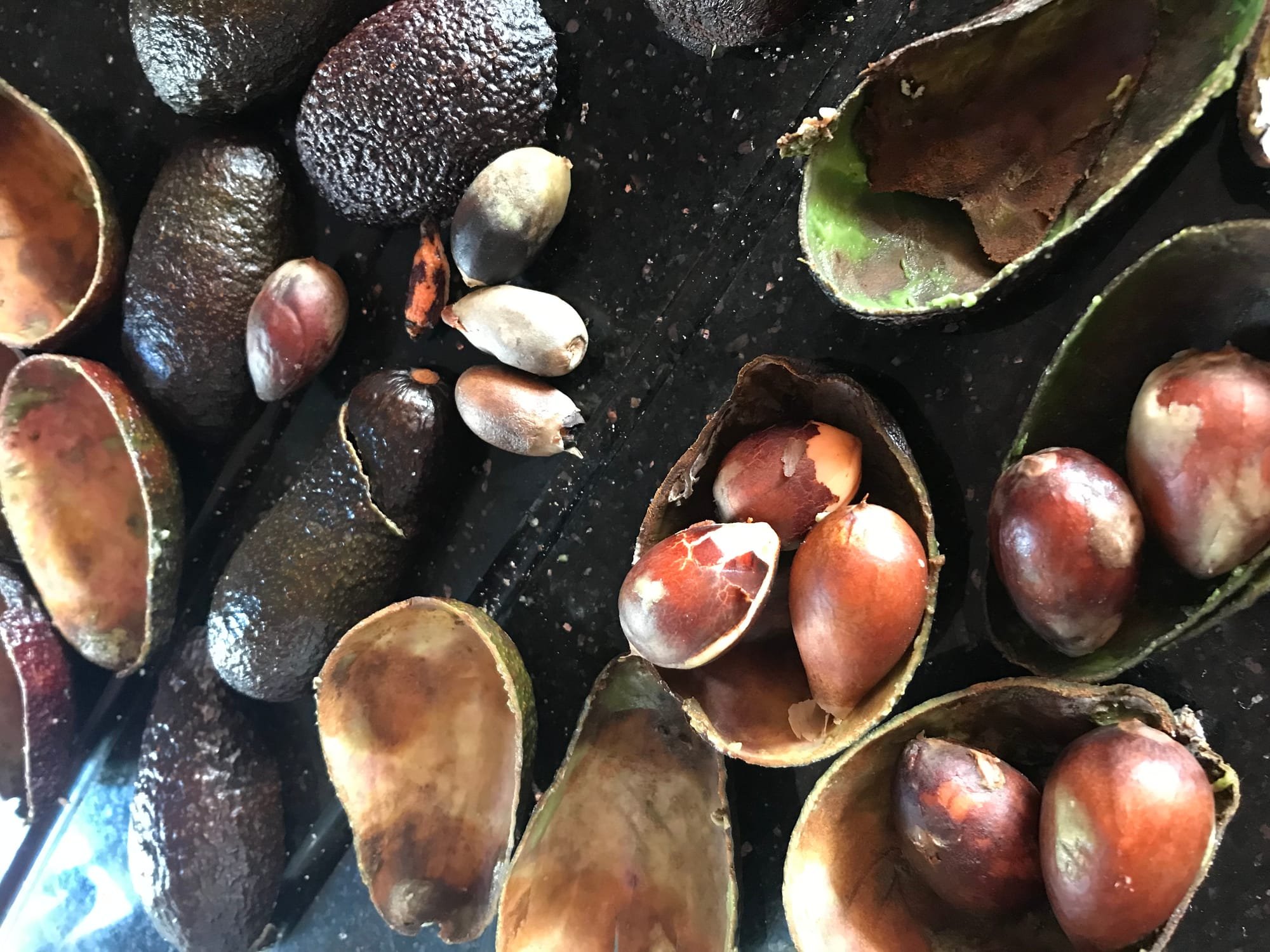Avocado Stones and skins
