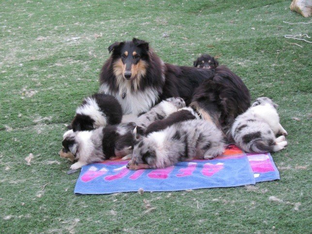 Dreamer with her puppies