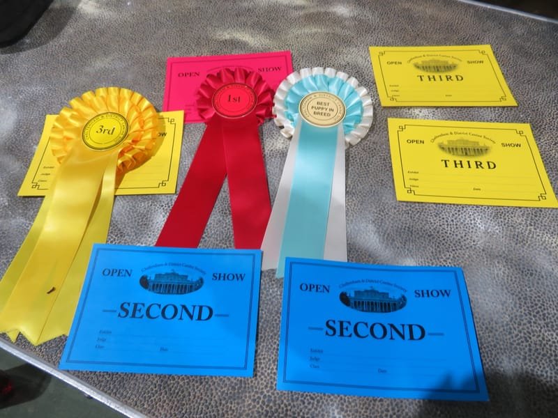 Cheltenham and District canine society open show