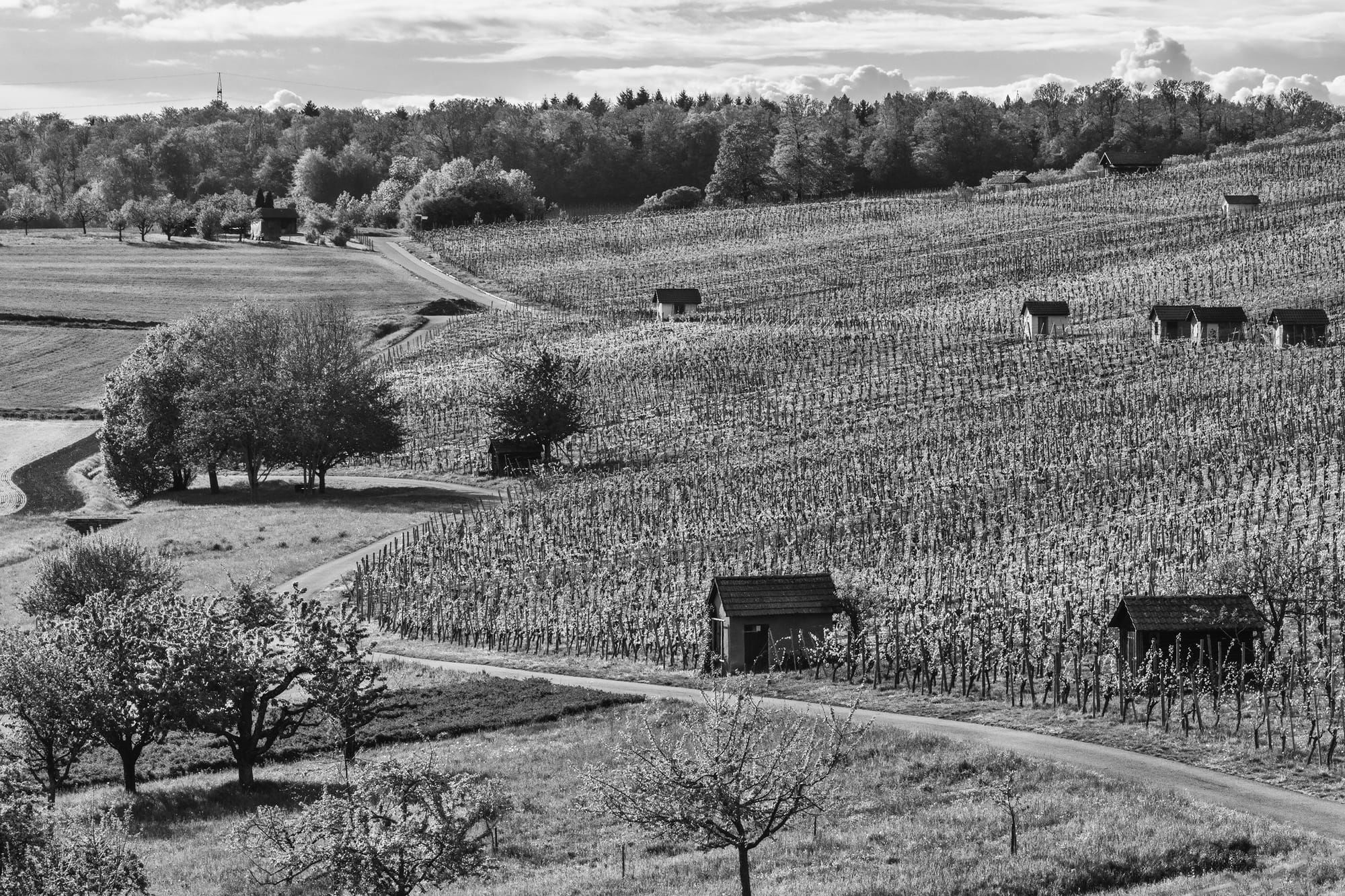 Wunnenstein vineyards in the spring