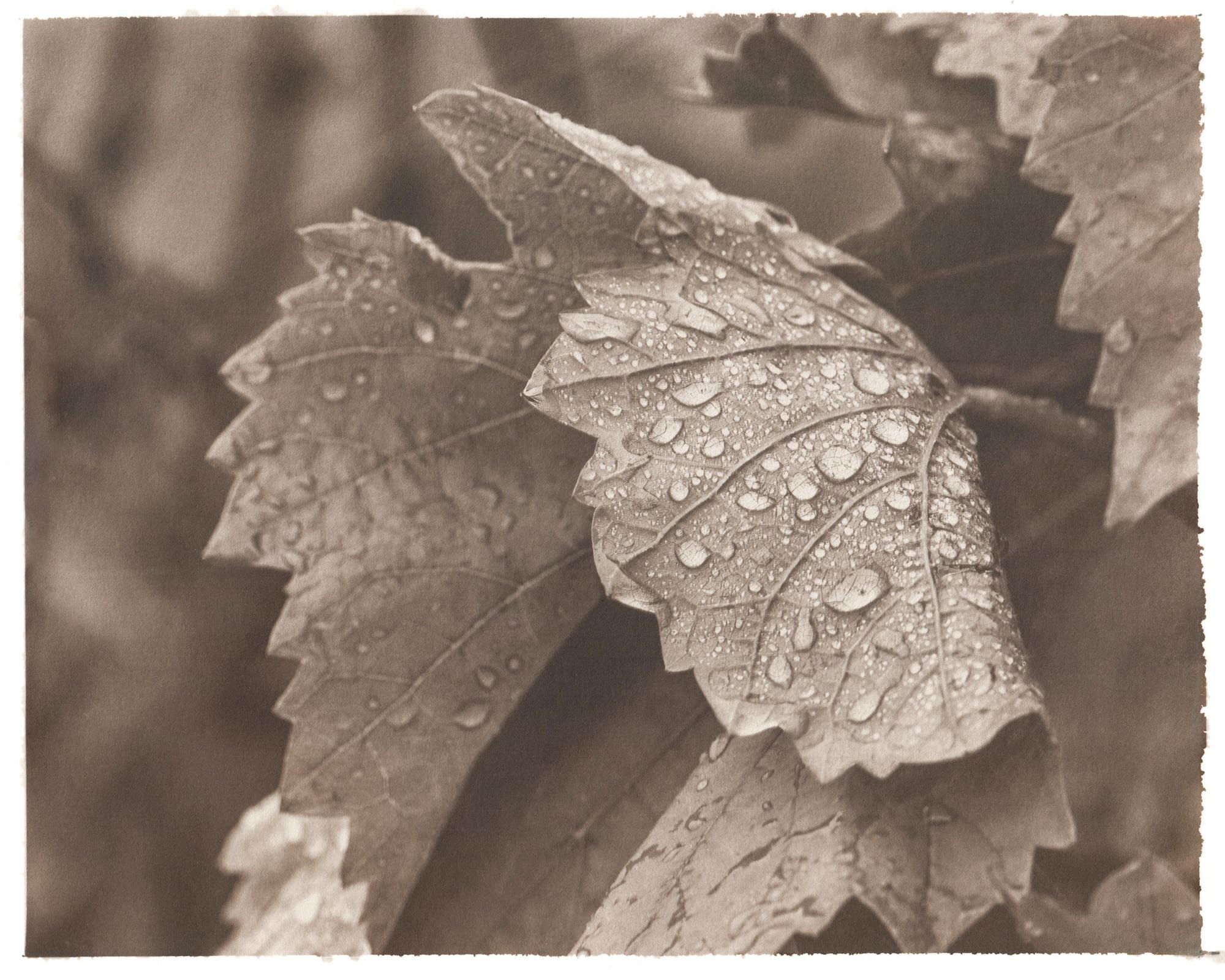 Summer Rain | Kirchberg an der Murr