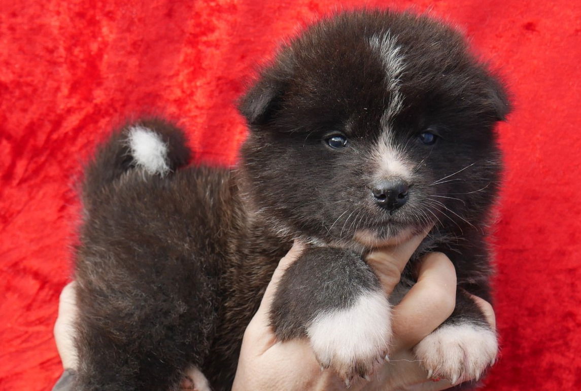 En vidéo: Les chiots de Kanako!