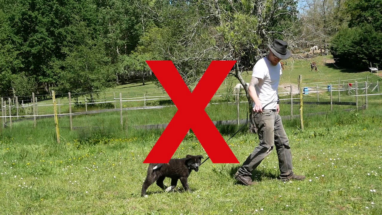 Archive 2019: Comment ne pas tracter son chiot?