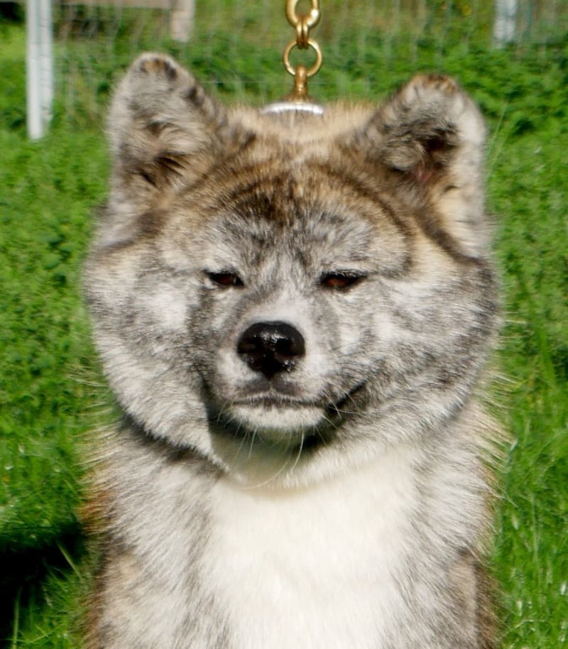 S'Katsuhime Imperial Sun