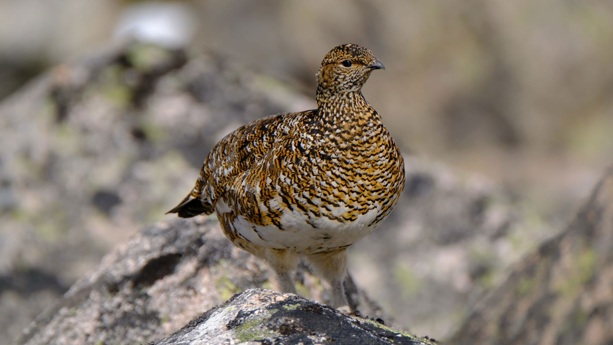 Adult Female, Spring