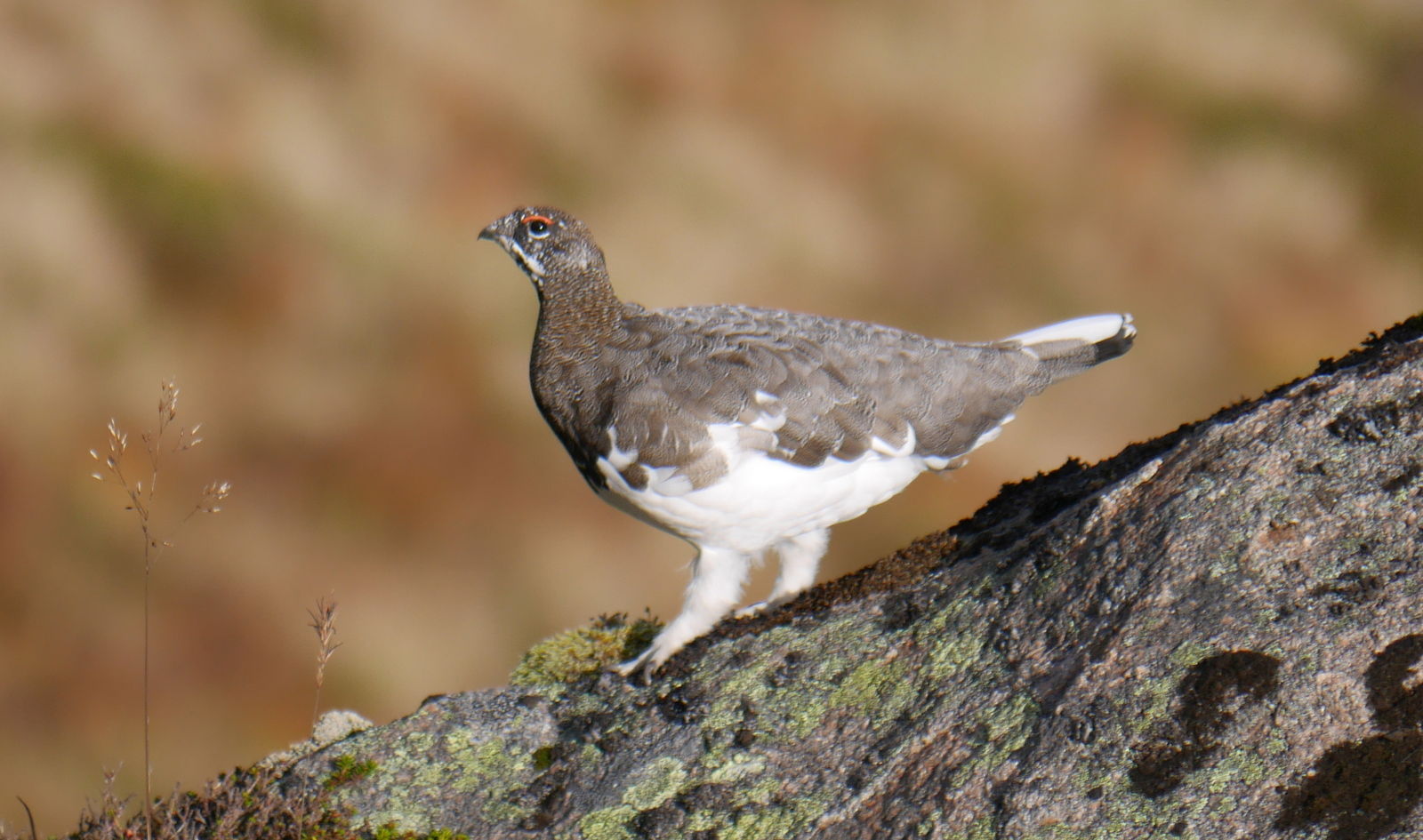 Adult Male Ptarmigan, September