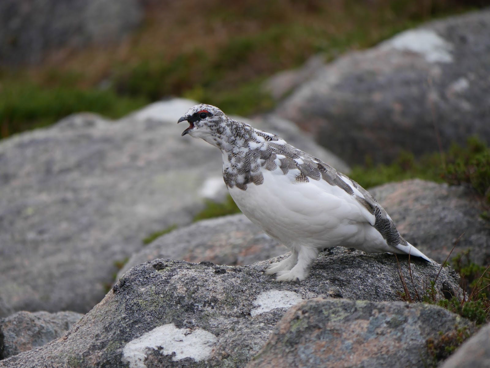 Adult Male Ptarmigan, October