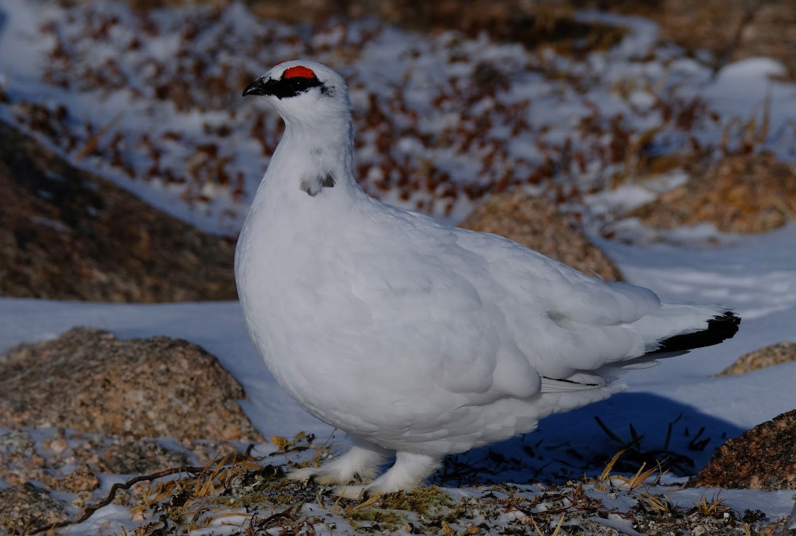 Adult Male Ptarmigan, February