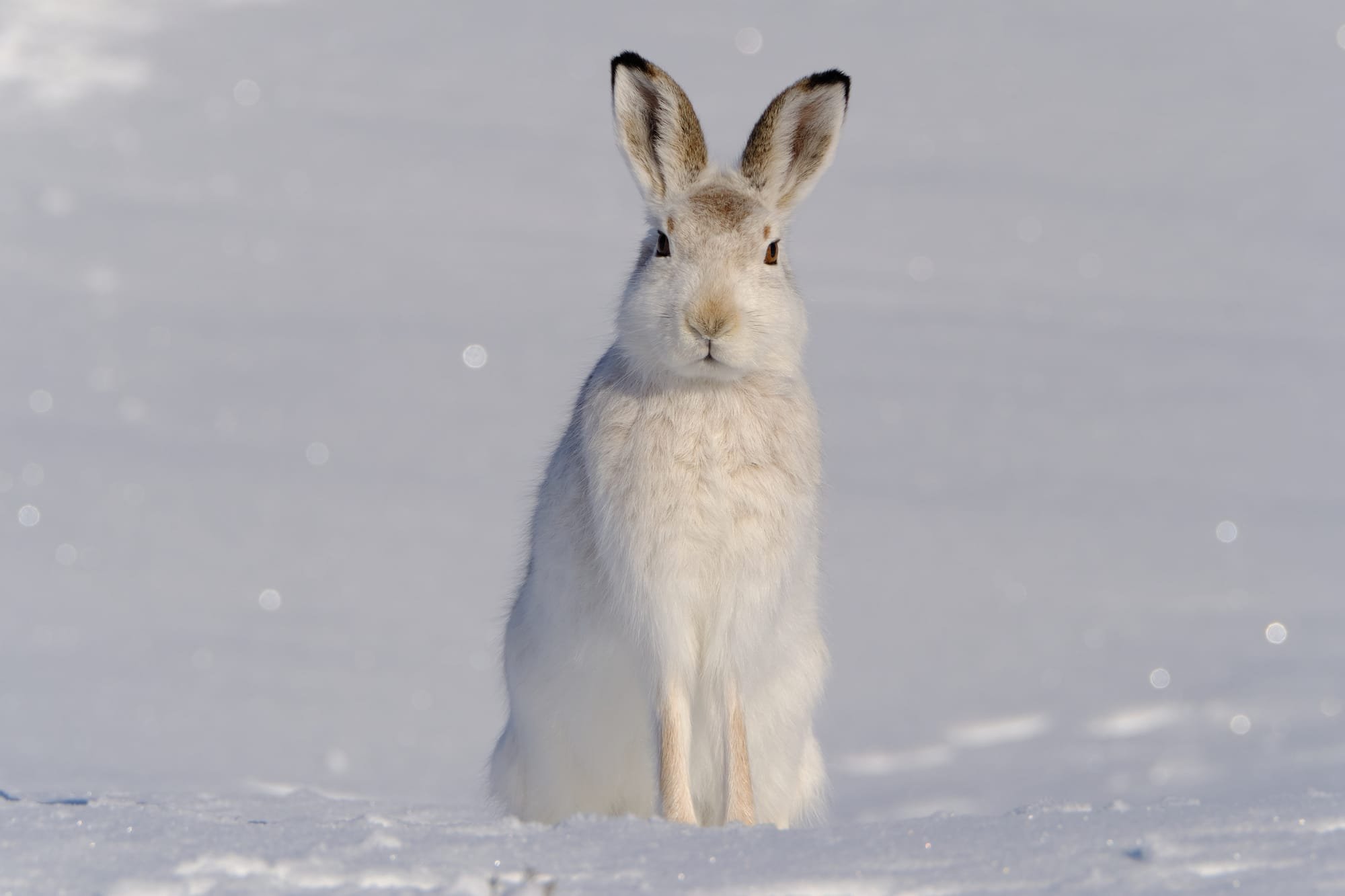 Mountain Hare photography days