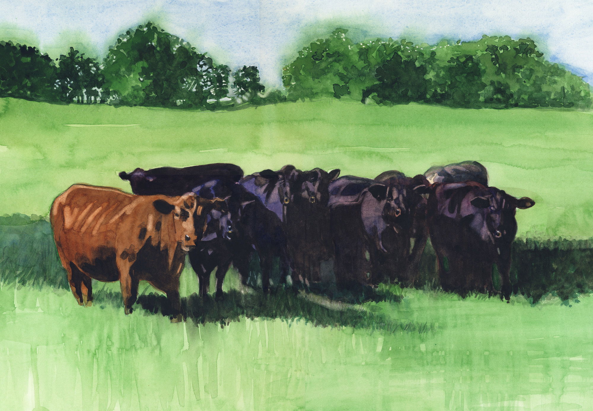 Cattle, Scott County