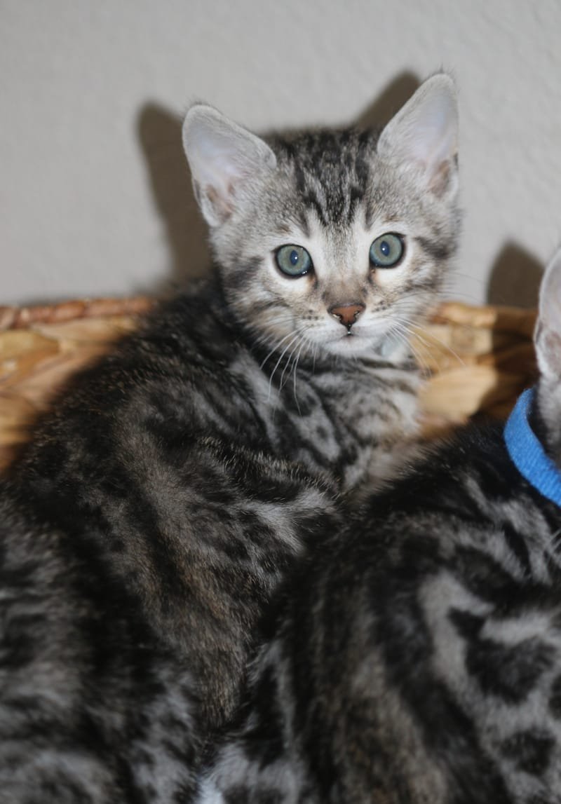 RESERVED FOR Jacqueline (THIS IS HER SECOND KITTEN FROM US) -  SILVER ROSETTE -  MALE - Silver Collar- BORN 9/25/2021