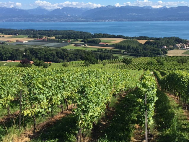 FECHY steht bei uns für Premier Grand Cru "Chateau de Malessert" - hier ist seine Heimat