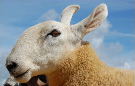 IOM Southern District Agricultural Show