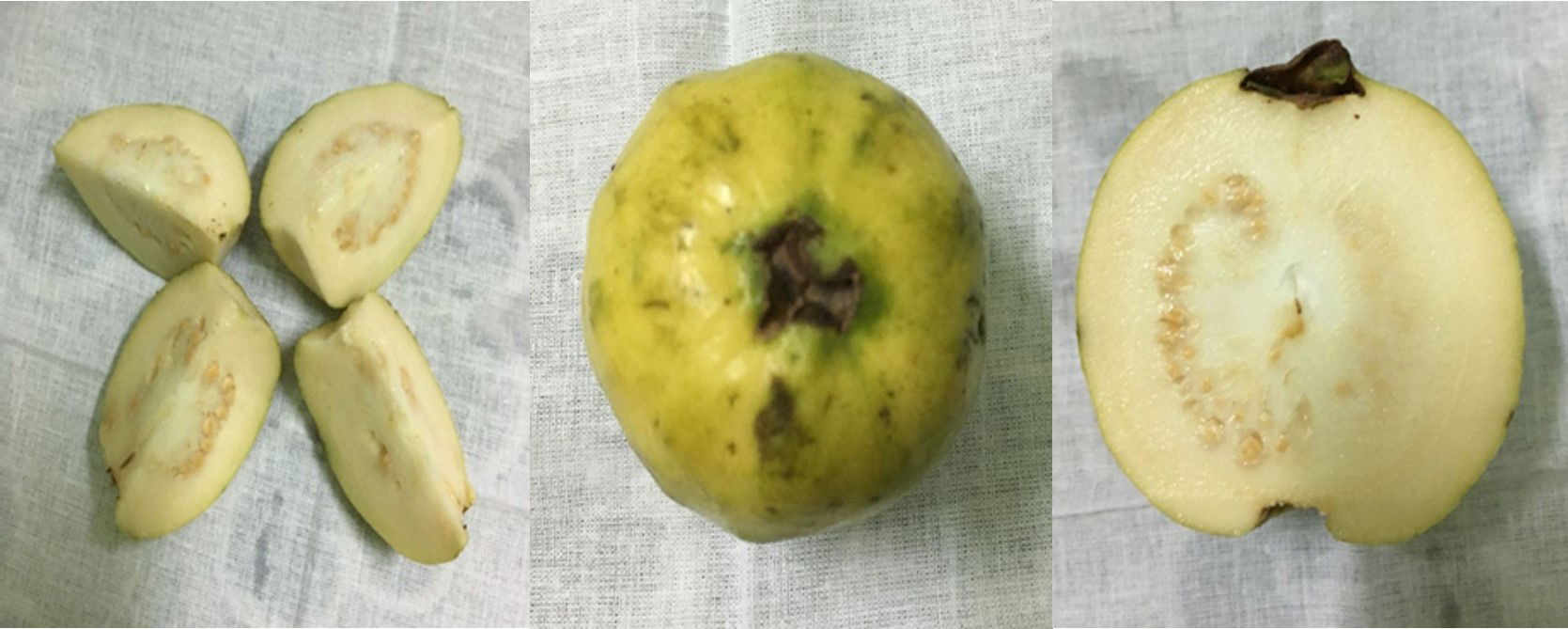 Pectinase hydrolysis of guava pulp effect on the physicochemical characteristics of its juice