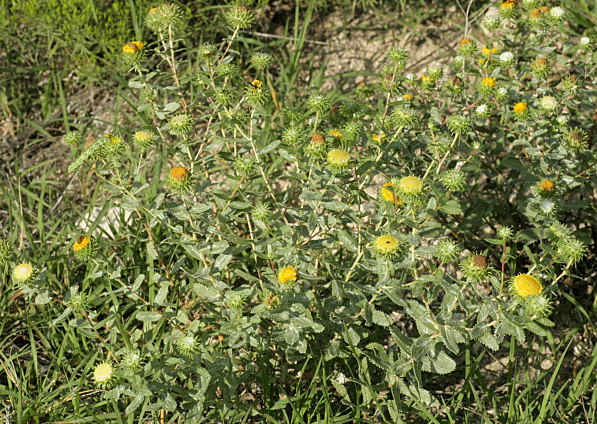 Grindelia Monograph