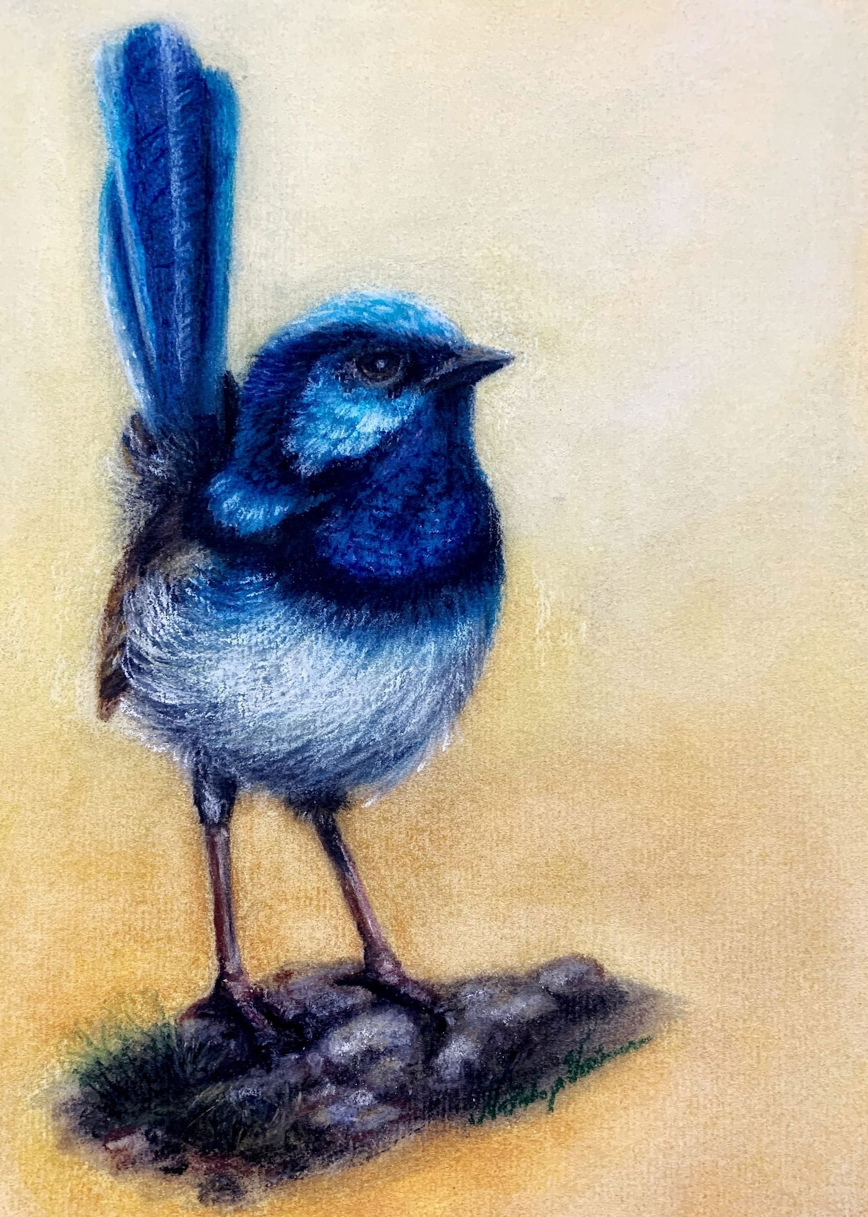 Blue Wren