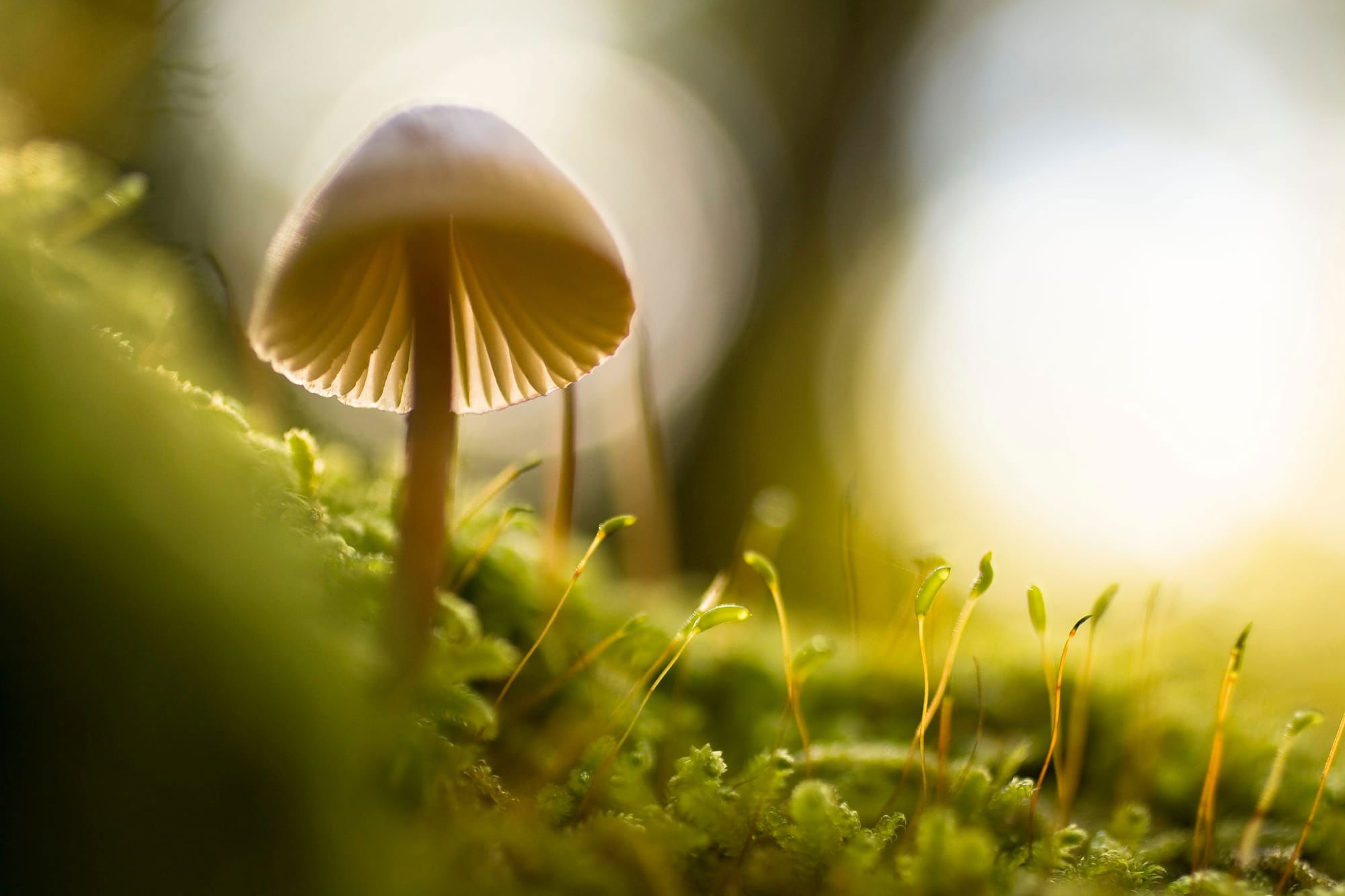 GeneFo Webinar Explores Potential of Mushrooms to Help Manage MS