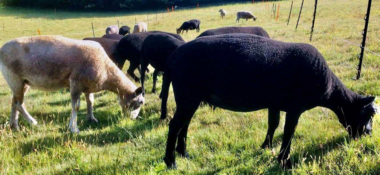 Holistic Planned Grazing